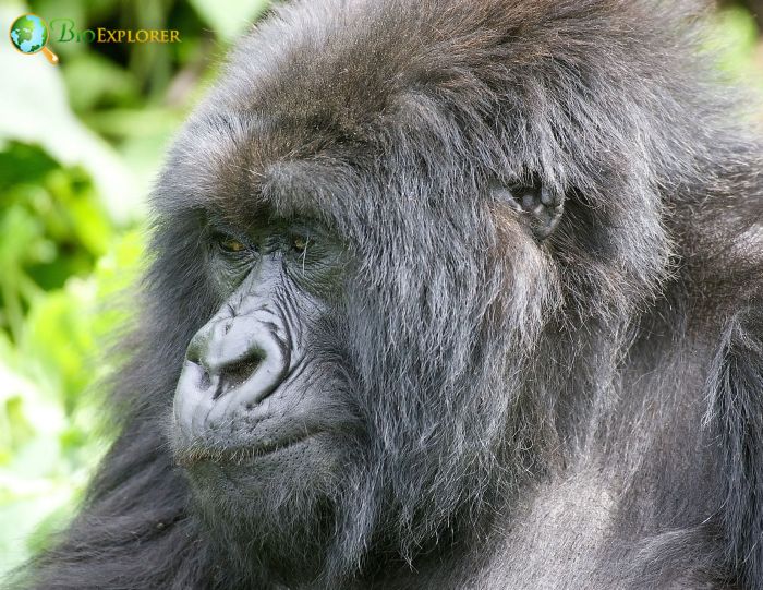 All About the Gorilla - Physical Characteristics