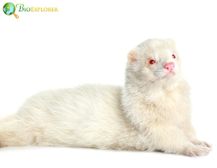 Albino Ferret Genetics