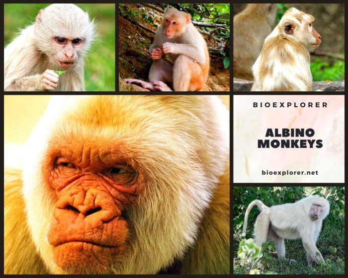 Albino Monkeys, Albino Gorillas, Albino Capuchins