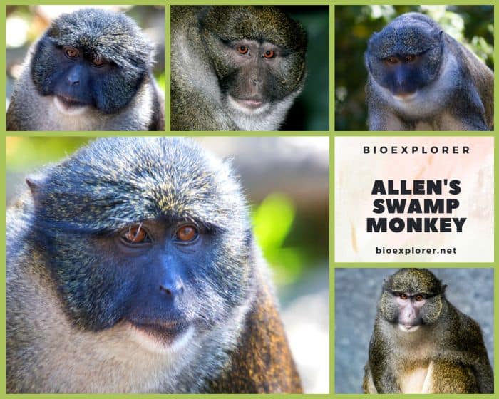 Allen's Swamp Monkey