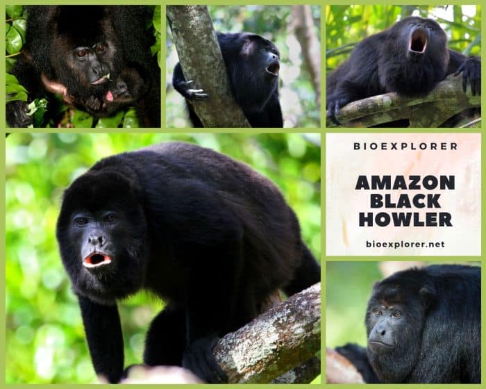 Black Howler Monkey  Rainforest Alliance
