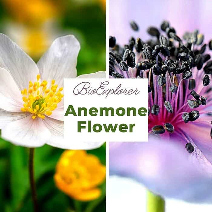 Anemone Flower