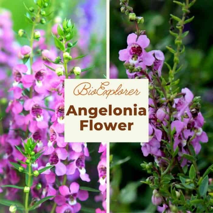 Angelonia Flower | Angelonia angustifolia | summer snapdragon Flowers