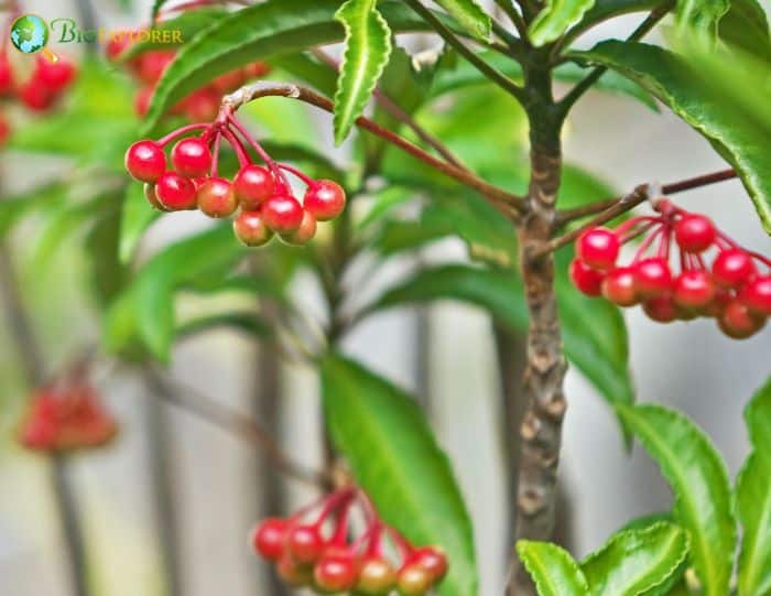 Ardisia Flowers