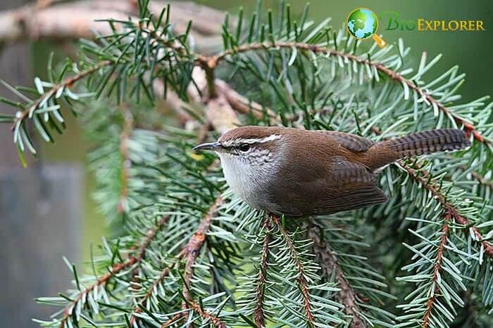 Are All Wrens Strict Insectivores?
