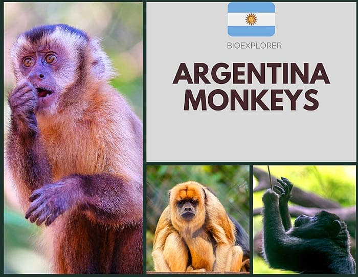 Argentina Monkeys