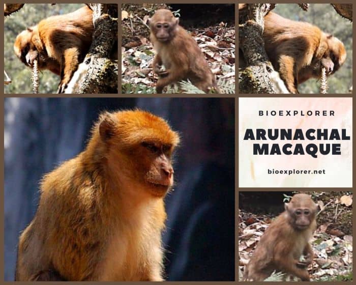 Arunachal Macaque