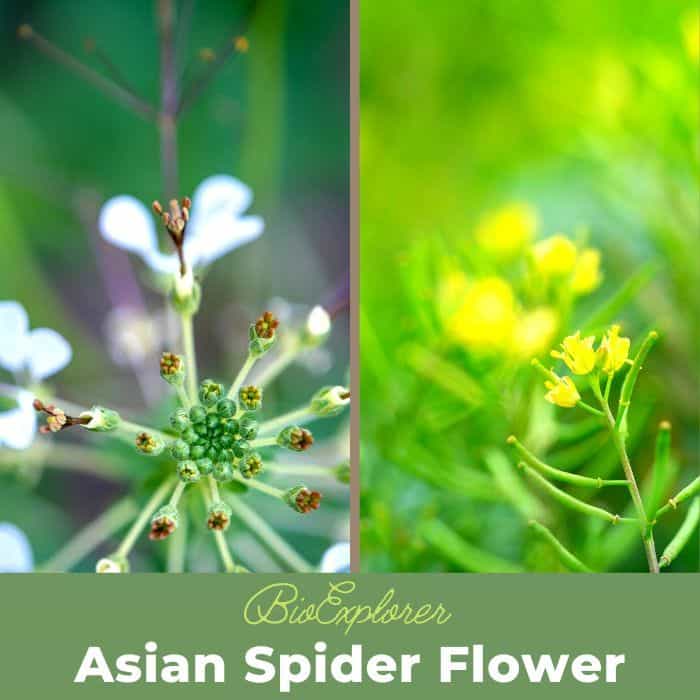 Asian Spider Flower