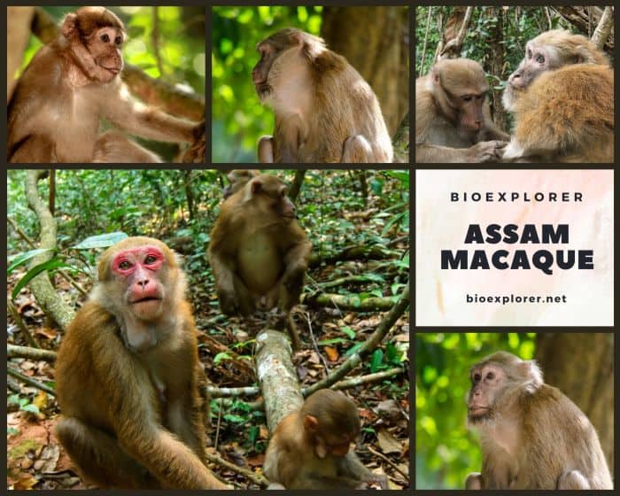 Assam Macaque