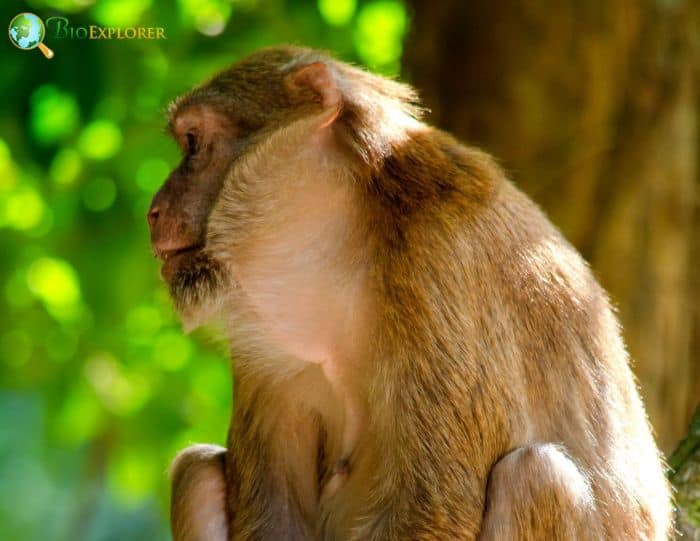 Assam Macaque