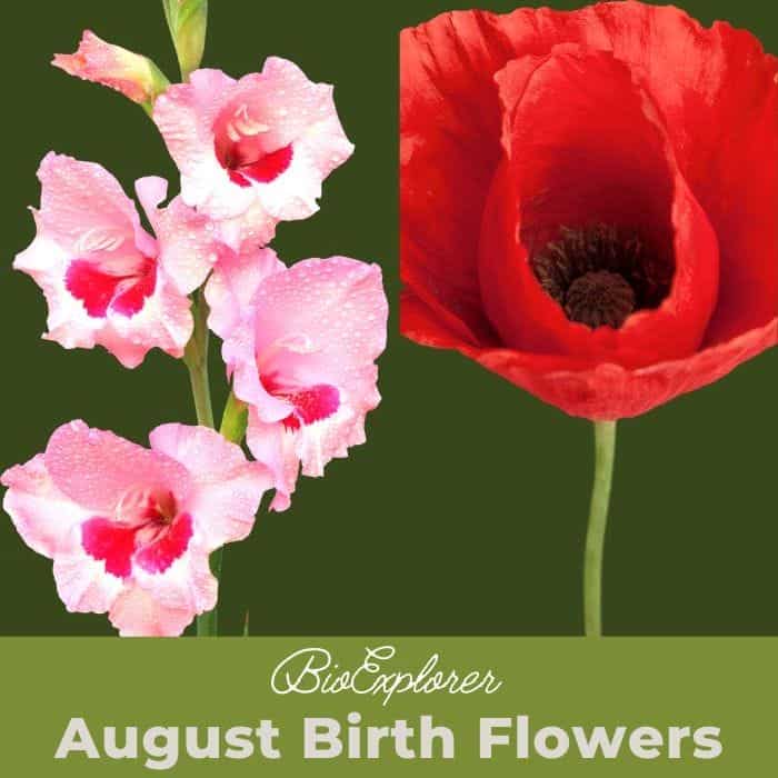 August Birth Flowers