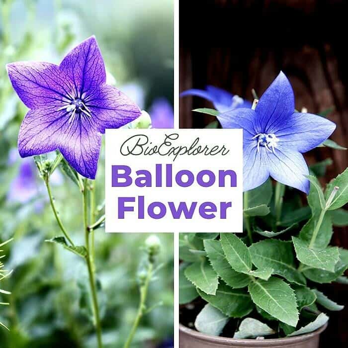 Balloon Flower, Japanese Snowdrop, Chinese Bell Flower