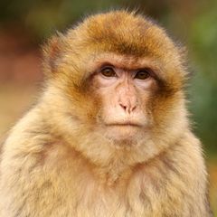 Barbary Macaque