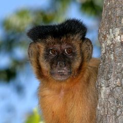 Bearded Capuchin