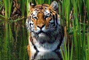 What Do Tigers Eat? | Explore Tiger Diets, Hunting & Eating Habits