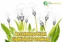 Best Indoor Plant Lighting For Growing
