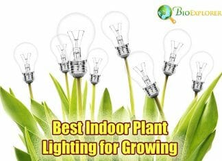 Best Indoor Plant Lighting For Growing