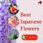 Best Japanese Flowers