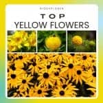 Best Yellow Flowers