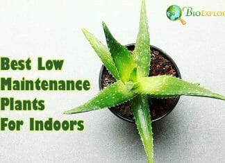 Best Low Maintenance Plants For Indoors