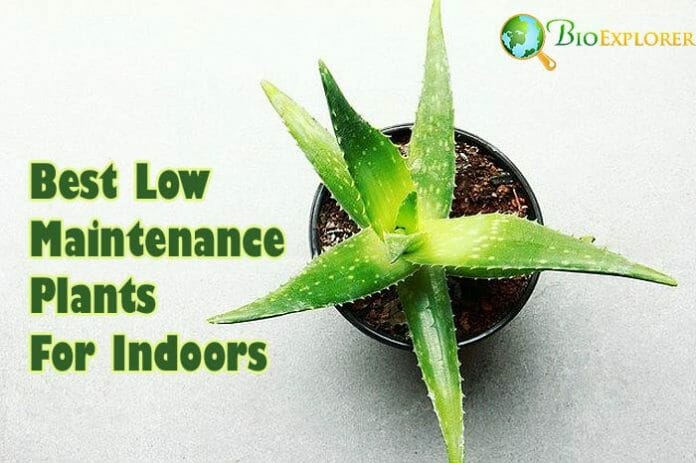 Best Low Maintenance Plants For Indoors
