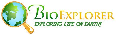 Bioexplorer.net