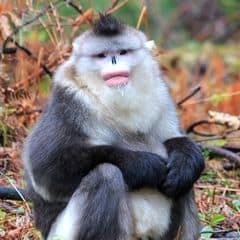 Black-and-white snub-nosed monkey
