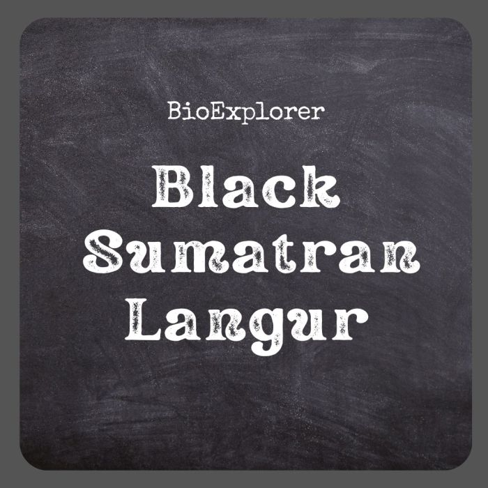 Black Sumatran Languar