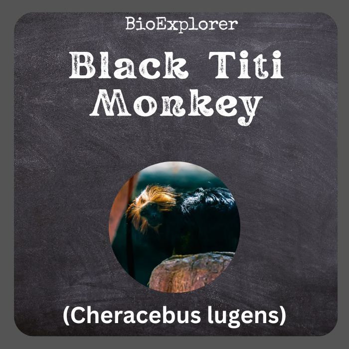 Black Titi Monkey
