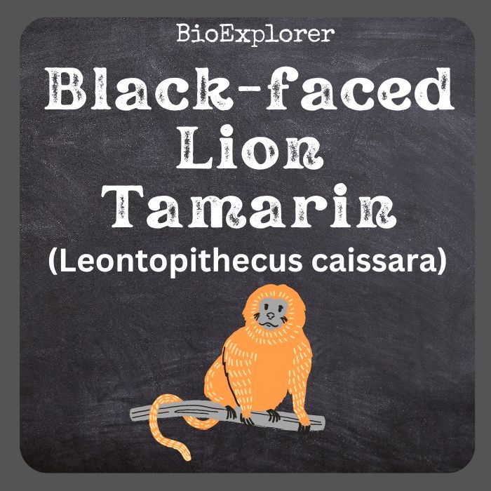 Black Faced Lion Tamarin