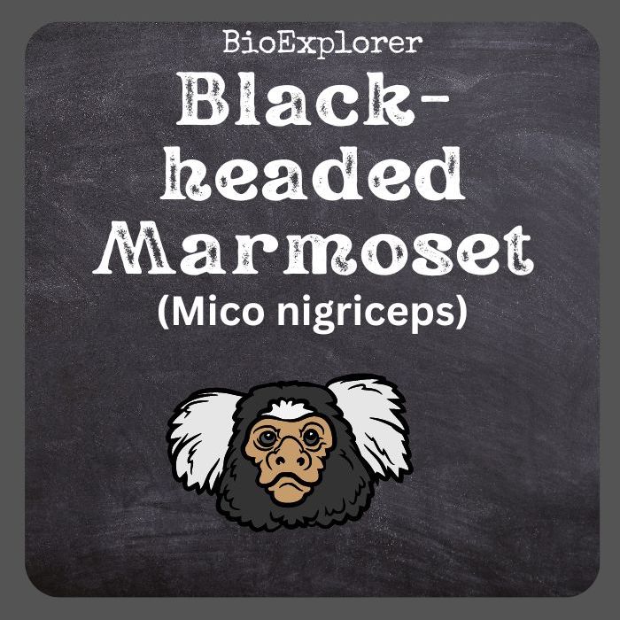 Black-headed Marmoset