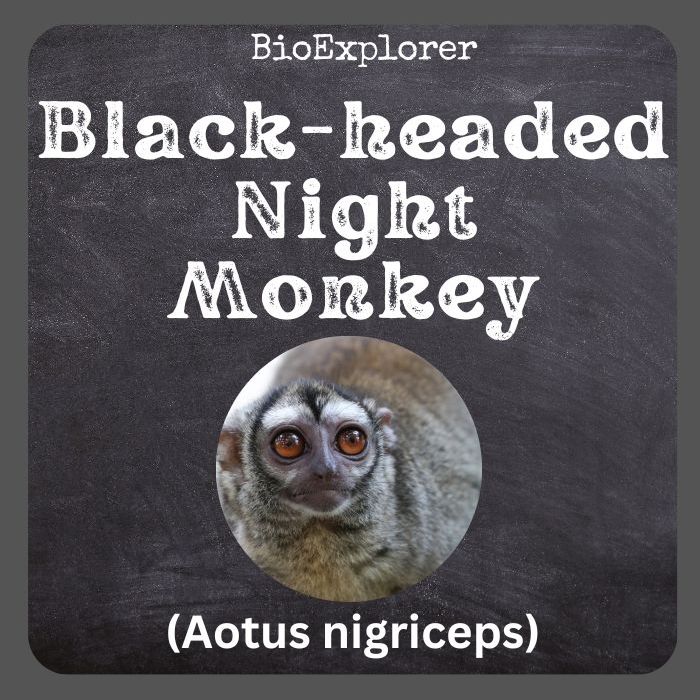 Black-headed Night Monkey