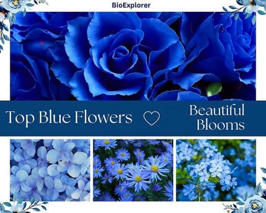 Top 43 BEST Blue Flowers | Mesmerizing Blue Blossoms | Pictures