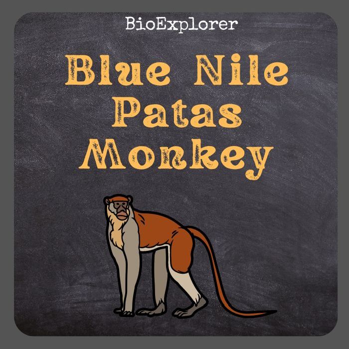 Blue Nile Patas Monkey
