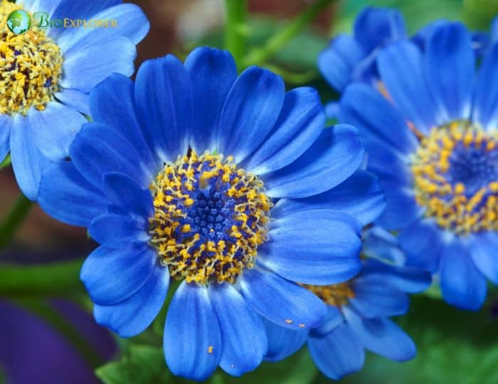 Blue Senecio Flowers