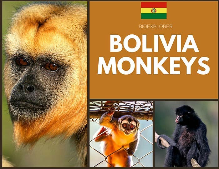 Bolivia Monkeys