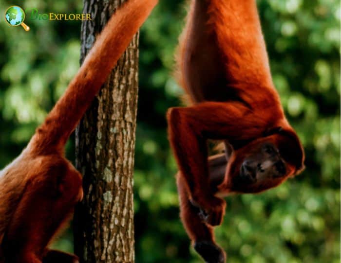 Bolivian Red Howlers