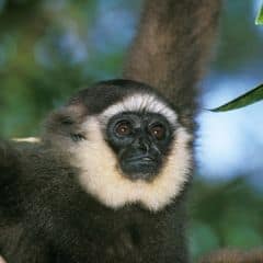 Borneo gibbon