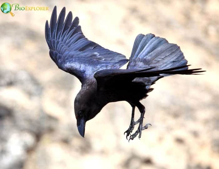 Brown Necked Raven