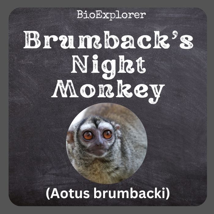 Brumback's Night Monkey