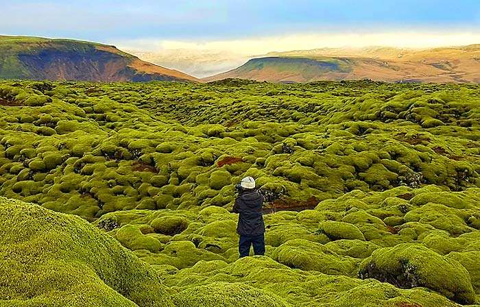 Bryophytes - Moss plants in Iceland
