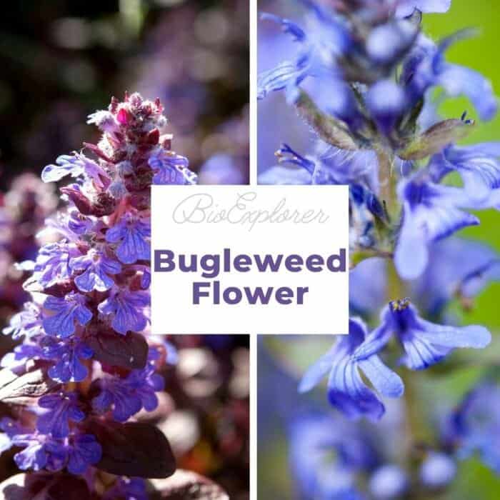 Bugleweed