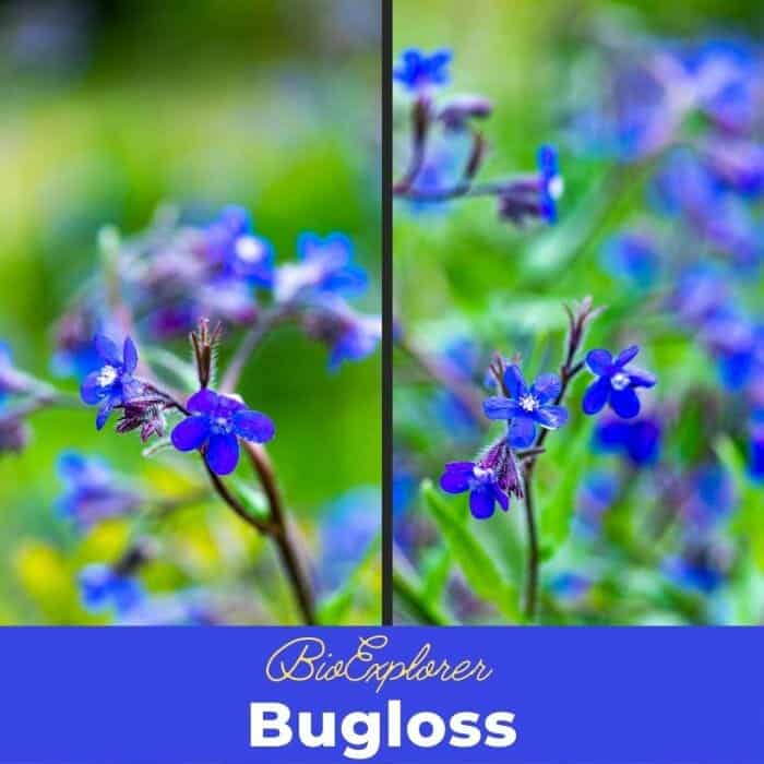 Bugloss