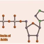 Building Blocks Of Nucleic Acids Diagram