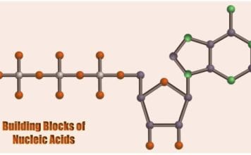 Building Blocks Of Nucleic Acids Diagram