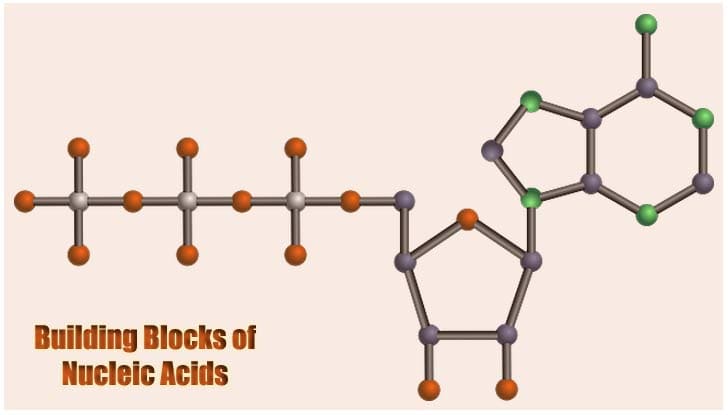 Building Blocks Of Nucleic Acids Structures Functions