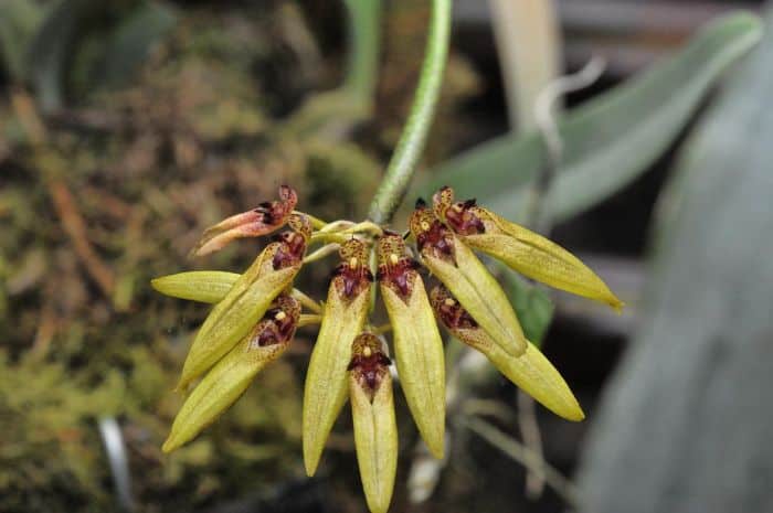 Bulbophyllum Genus Flowers