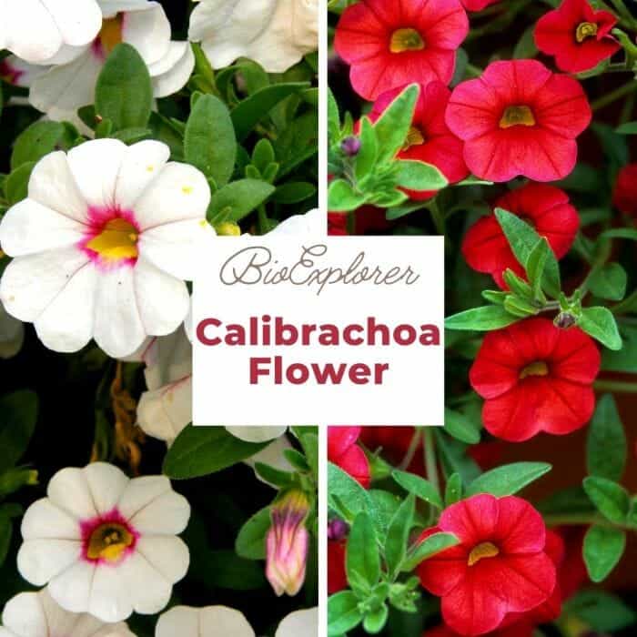 Calibrachoa Flower