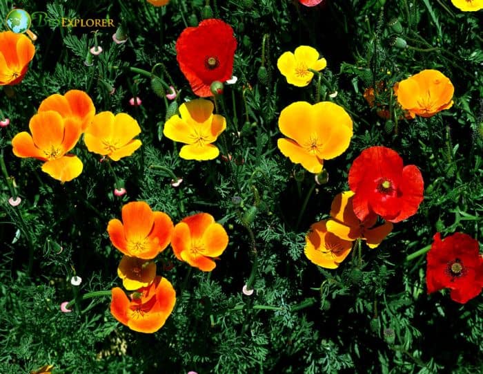 California Poppy Plants