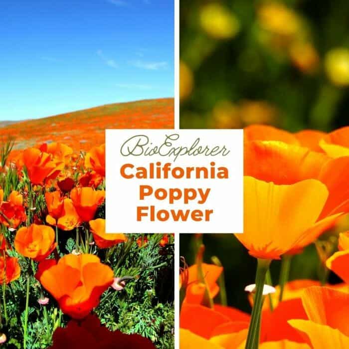 California Poppy Flower